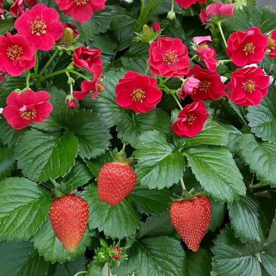4. Zemenes (Fragaria ananassa) 'Summer Breeze Rose'.